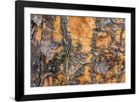 Male Santa Cruz Lava Lizard (Microlophus Indefatigabilis)-Michael Nolan-Framed Photographic Print