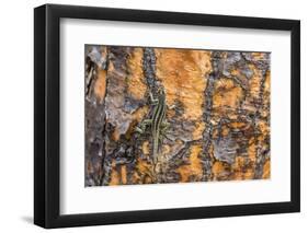 Male Santa Cruz Lava Lizard (Microlophus Indefatigabilis)-Michael Nolan-Framed Photographic Print