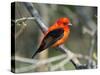 Male Scarlet Tanager-Adam Jones-Stretched Canvas