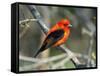 Male Scarlet Tanager-Adam Jones-Framed Stretched Canvas