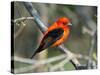 Male Scarlet Tanager-Adam Jones-Stretched Canvas