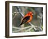 Male Scarlet Tanager-Adam Jones-Framed Photographic Print