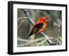 Male Scarlet Tanager-Adam Jones-Framed Photographic Print