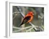 Male Scarlet Tanager-Adam Jones-Framed Photographic Print