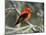 Male Scarlet Tanager-Adam Jones-Mounted Photographic Print