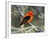 Male Scarlet Tanager-Adam Jones-Framed Photographic Print