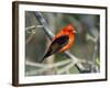 Male Scarlet Tanager-Adam Jones-Framed Photographic Print