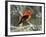 Male Scarlet Tanager-Adam Jones-Framed Photographic Print