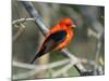 Male Scarlet Tanager-Adam Jones-Mounted Photographic Print