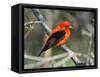 Male Scarlet Tanager-Adam Jones-Framed Stretched Canvas