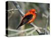 Male Scarlet Tanager-Adam Jones-Stretched Canvas