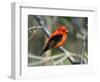 Male Scarlet Tanager-Adam Jones-Framed Photographic Print