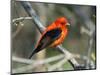 Male Scarlet Tanager-Adam Jones-Mounted Photographic Print