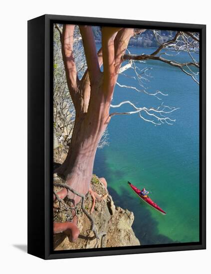 Male Sea Kayaker Paddling Under Madrona Tree (Arbutus Menziesii) in Chuckanut Bay, Washington, USA-Gary Luhm-Framed Stretched Canvas