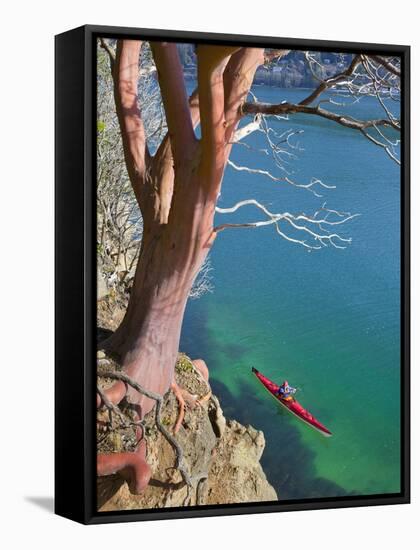 Male Sea Kayaker Paddling Under Madrona Tree (Arbutus Menziesii) in Chuckanut Bay, Washington, USA-Gary Luhm-Framed Stretched Canvas