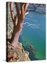 Male Sea Kayaker Paddling Under Madrona Tree (Arbutus Menziesii) in Chuckanut Bay, Washington, USA-Gary Luhm-Stretched Canvas