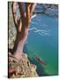 Male Sea Kayaker Paddling Under Madrona Tree (Arbutus Menziesii) in Chuckanut Bay, Washington, USA-Gary Luhm-Stretched Canvas