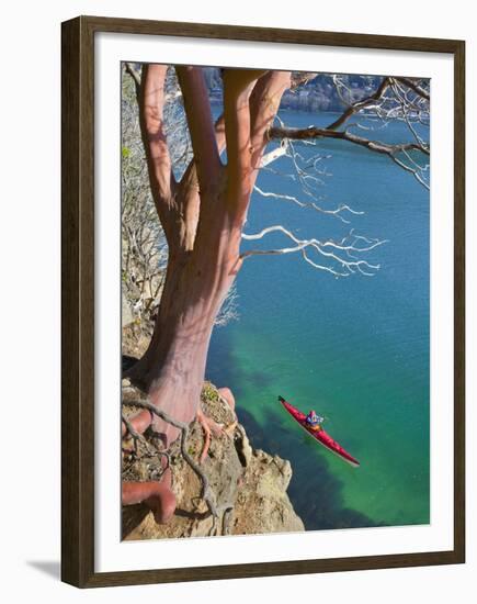 Male Sea Kayaker Paddling Under Madrona Tree (Arbutus Menziesii) in Chuckanut Bay, Washington, USA-Gary Luhm-Framed Premium Photographic Print