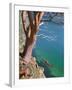 Male Sea Kayaker Paddling Under Madrona Tree (Arbutus Menziesii) in Chuckanut Bay, Washington, USA-Gary Luhm-Framed Premium Photographic Print