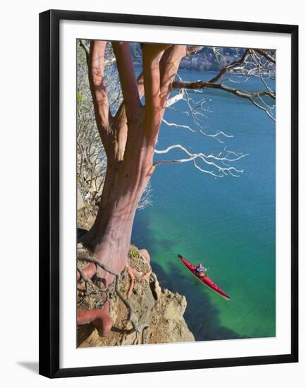 Male Sea Kayaker Paddling Under Madrona Tree (Arbutus Menziesii) in Chuckanut Bay, Washington, USA-Gary Luhm-Framed Premium Photographic Print