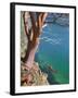 Male Sea Kayaker Paddling Under Madrona Tree (Arbutus Menziesii) in Chuckanut Bay, Washington, USA-Gary Luhm-Framed Premium Photographic Print