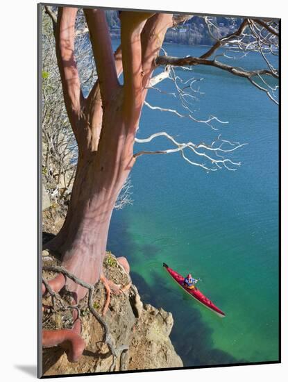 Male Sea Kayaker Paddling Under Madrona Tree (Arbutus Menziesii) in Chuckanut Bay, Washington, USA-Gary Luhm-Mounted Photographic Print