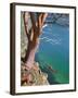 Male Sea Kayaker Paddling Under Madrona Tree (Arbutus Menziesii) in Chuckanut Bay, Washington, USA-Gary Luhm-Framed Photographic Print