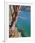 Male Sea Kayaker Paddling Under Madrona Tree (Arbutus Menziesii) in Chuckanut Bay, Washington, USA-Gary Luhm-Framed Photographic Print