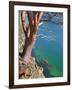 Male Sea Kayaker Paddling Under Madrona Tree (Arbutus Menziesii) in Chuckanut Bay, Washington, USA-Gary Luhm-Framed Photographic Print