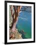 Male Sea Kayaker Paddling Under Madrona Tree (Arbutus Menziesii) in Chuckanut Bay, Washington, USA-Gary Luhm-Framed Photographic Print