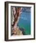 Male Sea Kayaker Paddling Under Madrona Tree (Arbutus Menziesii) in Chuckanut Bay, Washington, USA-Gary Luhm-Framed Photographic Print