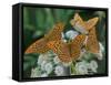 Male Silver-washed fritillary butterflies on wildflower-Jussi Murtosaari-Framed Stretched Canvas