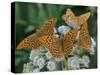 Male Silver-washed fritillary butterflies on wildflower-Jussi Murtosaari-Stretched Canvas