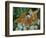 Male Silver-washed fritillary butterflies on wildflower-Jussi Murtosaari-Framed Photographic Print