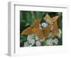 Male Silver-washed fritillary butterflies on wildflower-Jussi Murtosaari-Framed Photographic Print