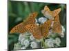 Male Silver-washed fritillary butterflies on wildflower-Jussi Murtosaari-Mounted Photographic Print