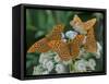 Male Silver-washed fritillary butterflies on wildflower-Jussi Murtosaari-Framed Stretched Canvas