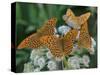 Male Silver-washed fritillary butterflies on wildflower-Jussi Murtosaari-Stretched Canvas
