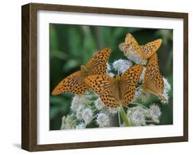 Male Silver-washed fritillary butterflies on wildflower-Jussi Murtosaari-Framed Photographic Print