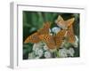 Male Silver-washed fritillary butterflies on wildflower-Jussi Murtosaari-Framed Photographic Print