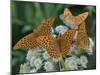 Male Silver-washed fritillary butterflies on wildflower-Jussi Murtosaari-Mounted Photographic Print