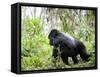 Male Silverback Mountain Gorilla Knuckle Walking, Volcanoes National Park, Rwanda, Africa-Eric Baccega-Framed Stretched Canvas