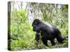 Male Silverback Mountain Gorilla Knuckle Walking, Volcanoes National Park, Rwanda, Africa-Eric Baccega-Stretched Canvas