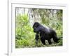 Male Silverback Mountain Gorilla Knuckle Walking, Volcanoes National Park, Rwanda, Africa-Eric Baccega-Framed Photographic Print