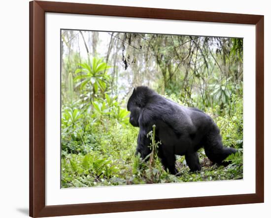 Male Silverback Mountain Gorilla Knuckle Walking, Volcanoes National Park, Rwanda, Africa-Eric Baccega-Framed Photographic Print