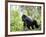 Male Silverback Mountain Gorilla Knuckle Walking, Volcanoes National Park, Rwanda, Africa-Eric Baccega-Framed Photographic Print