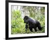 Male Silverback Mountain Gorilla Knuckle Walking, Volcanoes National Park, Rwanda, Africa-Eric Baccega-Framed Photographic Print