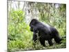 Male Silverback Mountain Gorilla Knuckle Walking, Volcanoes National Park, Rwanda, Africa-Eric Baccega-Mounted Photographic Print