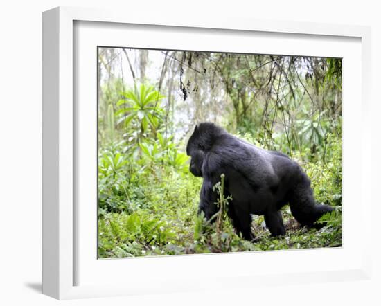 Male Silverback Mountain Gorilla Knuckle Walking, Volcanoes National Park, Rwanda, Africa-Eric Baccega-Framed Photographic Print