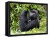 Male Silverback Mountain Gorilla Looking Up, Volcanoes National Park, Rwanda, Africa-Eric Baccega-Framed Stretched Canvas